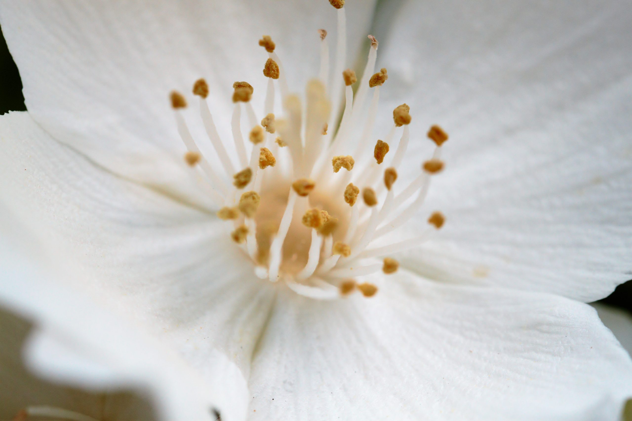 Photographie d'Antoine Gricourt