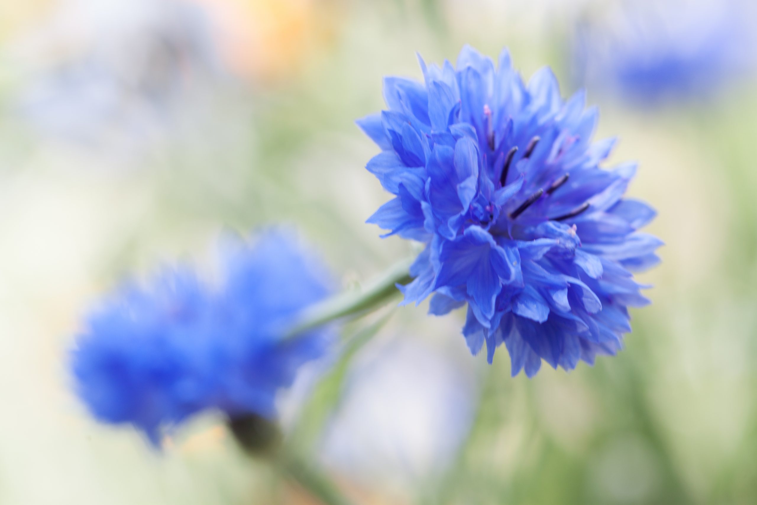 Photographie d'Antoine Gricourt