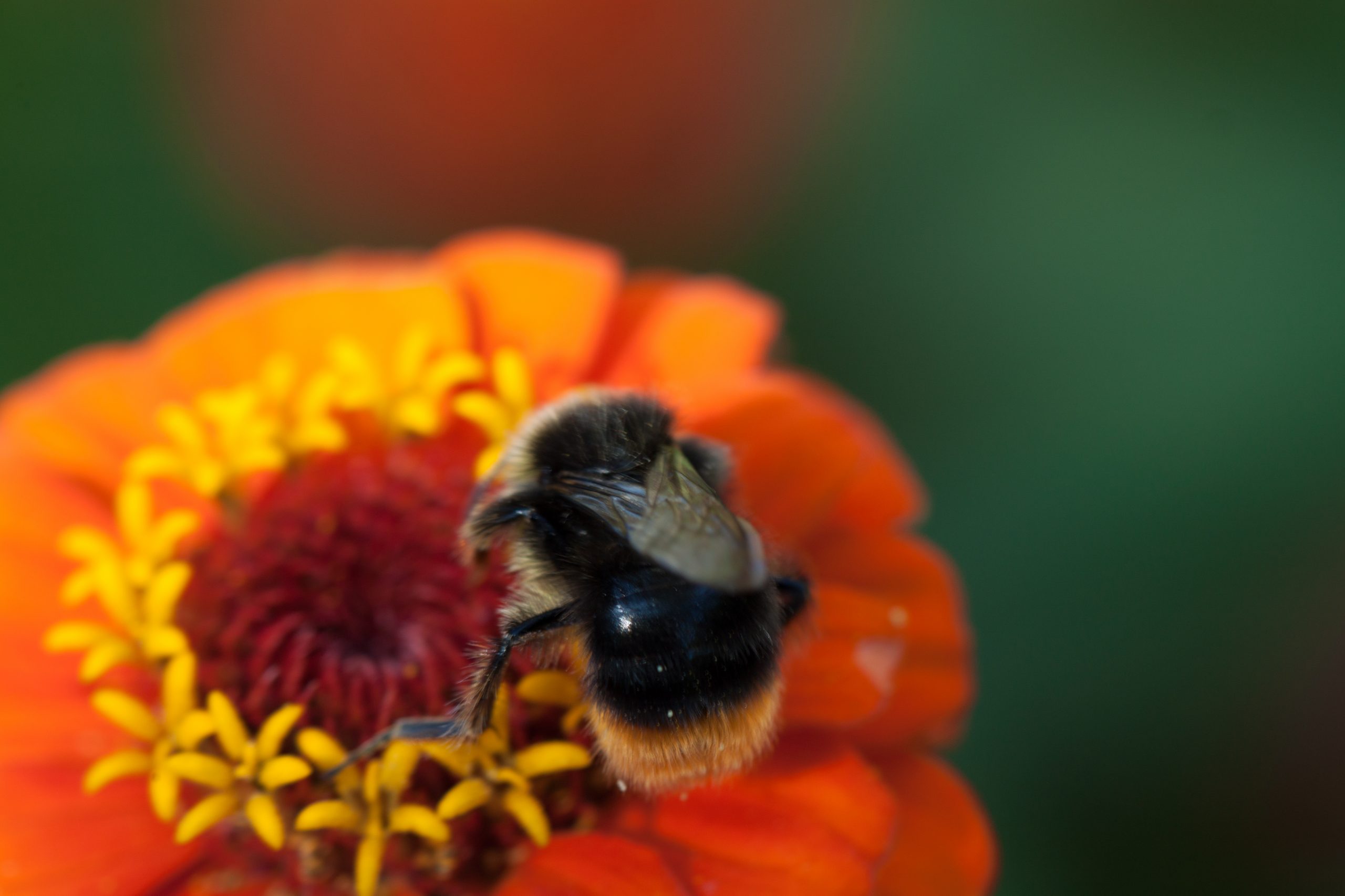 Photographie d'Antoine Gricourt