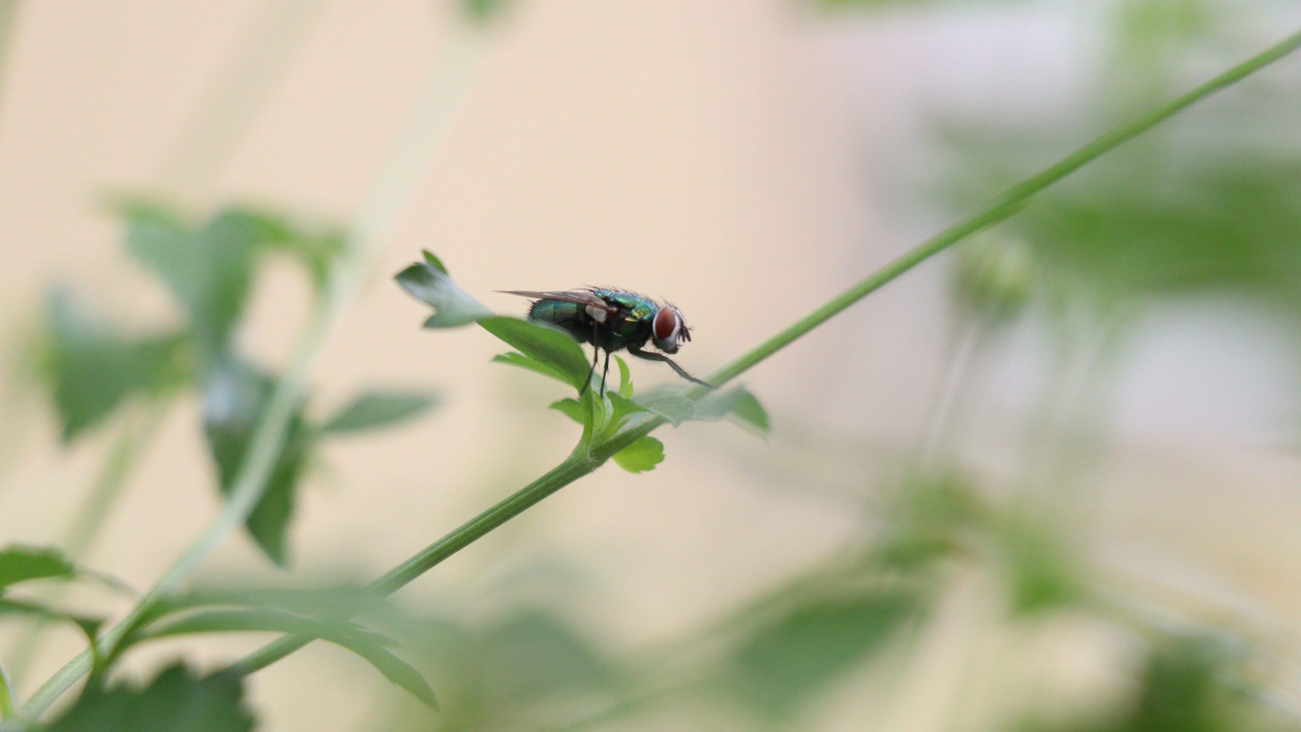 Photographie d'Antoine Gricourt